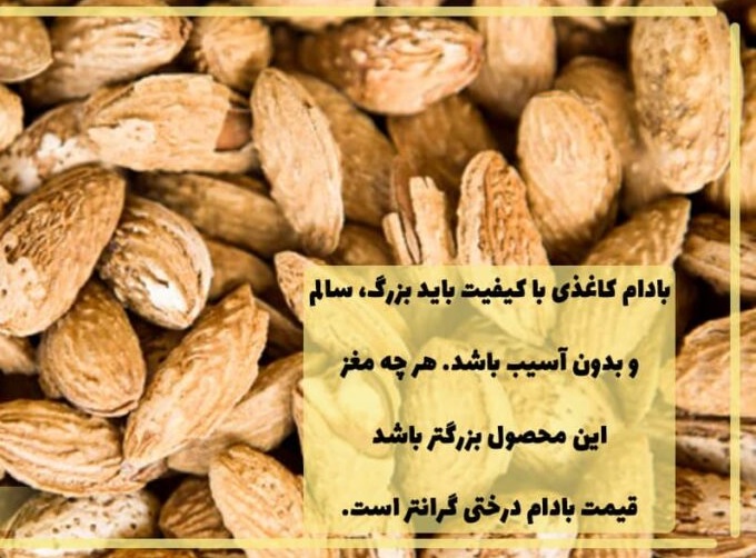 تصویر 2 از بادام هندی اصل خرید